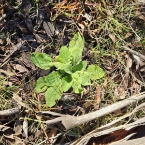 Cymbonotus sp. (preissianus or lawsonianus) at Molonglo Valley, ACT - 20 Jun 2023