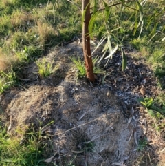 Acacia implexa (Hickory Wattle, Lightwood) at Hackett, ACT - 21 Jun 2023 by waltraud