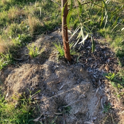 Acacia implexa (Hickory Wattle, Lightwood) at Mount Majura - 21 Jun 2023 by waltraud