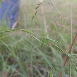 Microlaena stipoides at Bowning, NSW - 11 Dec 2022 05:22 PM