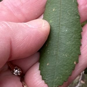 Banksia paludosa at Red Rocks, NSW - 22 Jun 2023