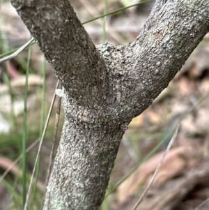 Banksia paludosa at Red Rocks, NSW - 22 Jun 2023