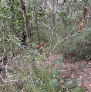 Banksia paludosa at Red Rocks, NSW - 22 Jun 2023