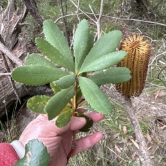 Banksia paludosa at Red Rocks, NSW - 22 Jun 2023