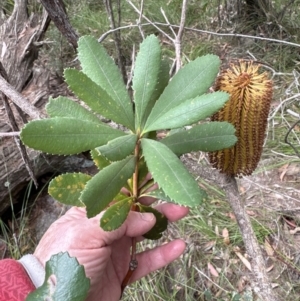 Banksia paludosa at Red Rocks, NSW - 22 Jun 2023