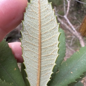 Banksia paludosa at Red Rocks, NSW - 22 Jun 2023