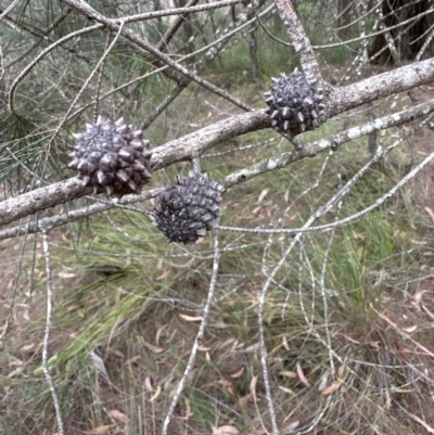 Allocasuarina littoralis (Black She-oak) at Red Rocks, NSW - 22 Jun 2023 by lbradley