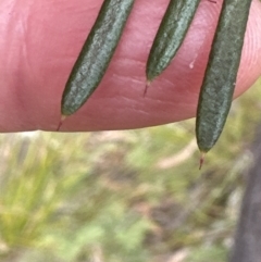 Lambertia formosa at Red Rocks, NSW - 22 Jun 2023 12:58 PM