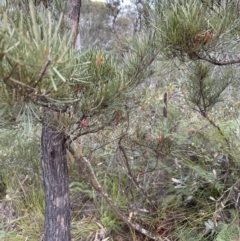 Lambertia formosa at Red Rocks, NSW - 22 Jun 2023 12:58 PM