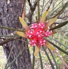 Lambertia formosa at Red Rocks, NSW - 22 Jun 2023