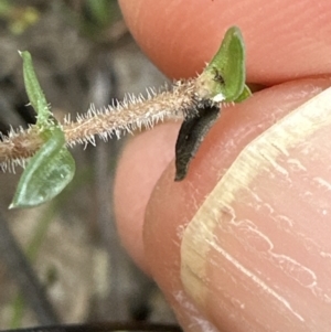 Mitrasacme polymorpha at Red Rocks, NSW - 22 Jun 2023