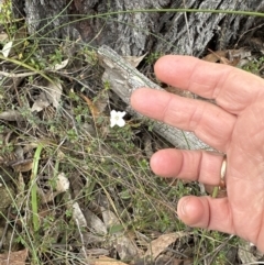 Mitrasacme polymorpha at Red Rocks, NSW - 22 Jun 2023 01:06 PM