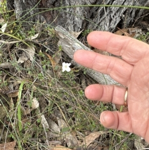 Mitrasacme polymorpha at Red Rocks, NSW - 22 Jun 2023
