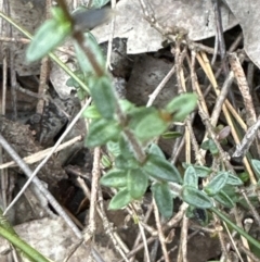 Mitrasacme polymorpha at Red Rocks, NSW - 22 Jun 2023