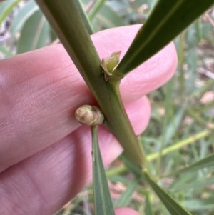 Acacia suaveolens at Red Rocks, NSW - 22 Jun 2023 01:15 PM