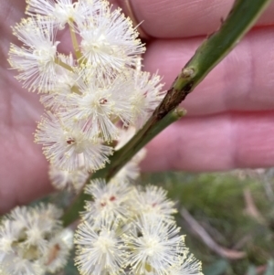 Acacia suaveolens at Red Rocks, NSW - 22 Jun 2023