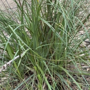 Gahnia sieberiana at Red Rocks, NSW - suppressed