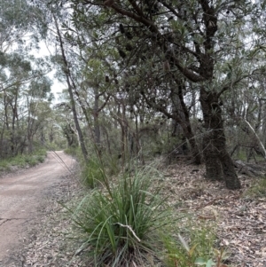 Gahnia sieberiana at Red Rocks, NSW - suppressed