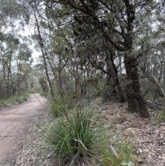 Gahnia sieberiana at Red Rocks, NSW - 22 Jun 2023