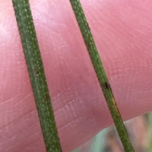 Gahnia sieberiana at Red Rocks, NSW - suppressed