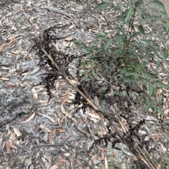 Gahnia sieberiana at Red Rocks, NSW - suppressed