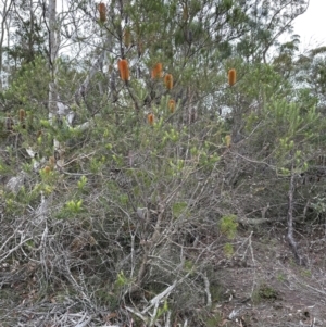 Banksia ericifolia at Red Rocks, NSW - 22 Jun 2023 01:27 PM