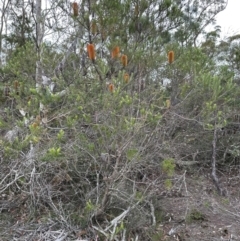 Banksia ericifolia at Red Rocks, NSW - 22 Jun 2023