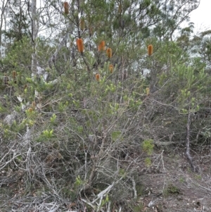 Banksia ericifolia at Red Rocks, NSW - 22 Jun 2023