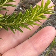 Banksia ericifolia at Red Rocks, NSW - 22 Jun 2023 01:27 PM