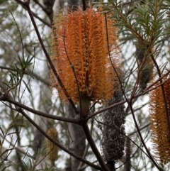 Banksia ericifolia at Red Rocks, NSW - 22 Jun 2023 01:27 PM