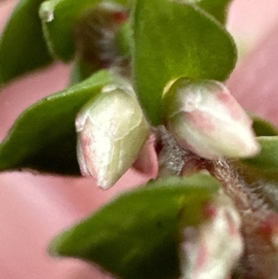 Epacris microphylla (Coral Heath) at Cambewarra Range Nature Reserve - 22 Jun 2023 by lbradley