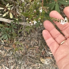 Epacris microphylla at Red Rocks, NSW - 22 Jun 2023