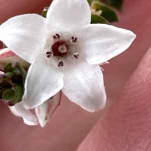 Epacris microphylla at Red Rocks, NSW - 22 Jun 2023