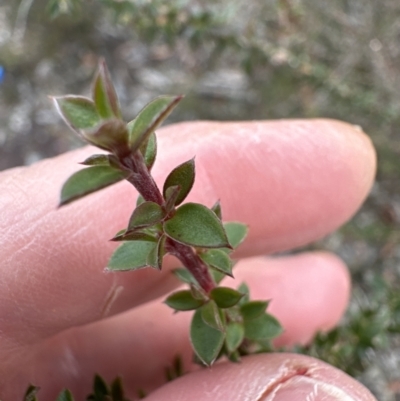 Leptospermum squarrosum (Pink Tea-tree) at Cambewarra Range Nature Reserve - 22 Jun 2023 by lbradley