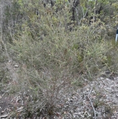 Leptospermum squarrosum at Red Rocks, NSW - 22 Jun 2023 01:51 PM