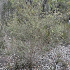 Leptospermum squarrosum at Red Rocks, NSW - 22 Jun 2023