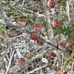 Leptospermum squarrosum at Red Rocks, NSW - 22 Jun 2023