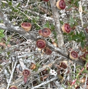 Leptospermum squarrosum at Red Rocks, NSW - 22 Jun 2023