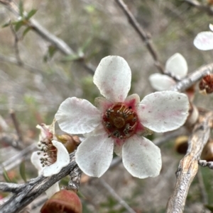 Leptospermum squarrosum at Red Rocks, NSW - 22 Jun 2023