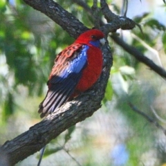 Platycercus elegans (Crimson Rosella) at Wollondilly Local Government Area - 20 Jun 2023 by Freebird