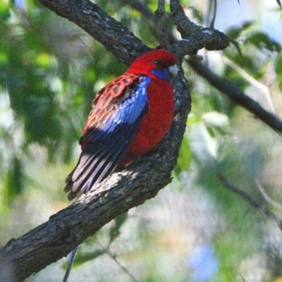 Platycercus elegans (Crimson Rosella) at Wollondilly Local Government Area - 20 Jun 2023 by Freebird