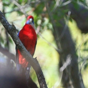 Platycercus elegans at Thirlmere, NSW - 20 Jun 2023 01:48 PM