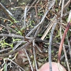 Utricularia lateriflora (Small Bladderwort) at Cambewarra Range Nature Reserve - 22 Jun 2023 by lbradleyKV