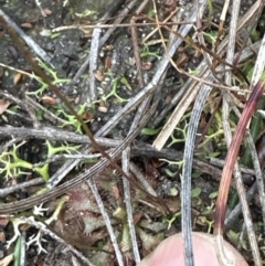 Utricularia lateriflora (Small Bladderwort) at Cambewarra Range Nature Reserve - 22 Jun 2023 by lbradley