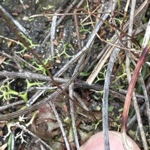 Utricularia lateriflora at Red Rocks, NSW - 22 Jun 2023