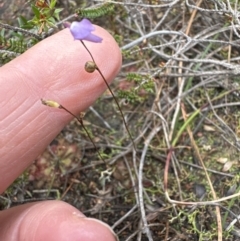 Utricularia lateriflora at Red Rocks, NSW - suppressed