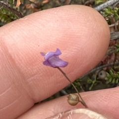 Utricularia lateriflora at Red Rocks, NSW - 22 Jun 2023