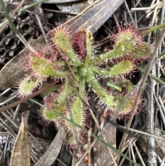 Drosera spatulata (Common Sundew) at Red Rocks, NSW - 22 Jun 2023 by lbradleyKV