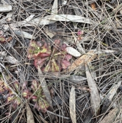 Drosera spatulata at Red Rocks, NSW - 22 Jun 2023