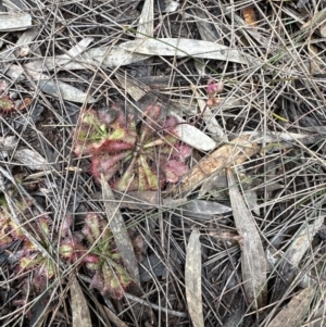 Drosera spatulata at Red Rocks, NSW - 22 Jun 2023 02:16 PM